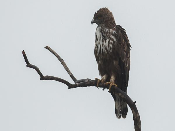 <h3><a href="/trips/srilanka/biota/animalia/chordata/aves/017 accipitriformes/004 accipitridae/nisaetus cirrhatus/nisaetus cirrhatus-nl.html">Nisaetus&nbsp;cirrhatus</a> / Changeable&nbsp;hawk‑eagle / Indische&nbsp;kuifarend</h3>NIKON D500 met AF-S Nikkor 300mm f/2.8G IF-ED VR II, 1/2500 sec  bij F4.0, ISO 400, afstand 29.8&nbsp;m